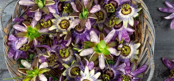 Passiflora Nedir? Ne İşe Yarar?