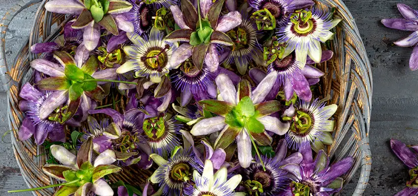 Passiflora Nedir? Ne İşe Yarar?